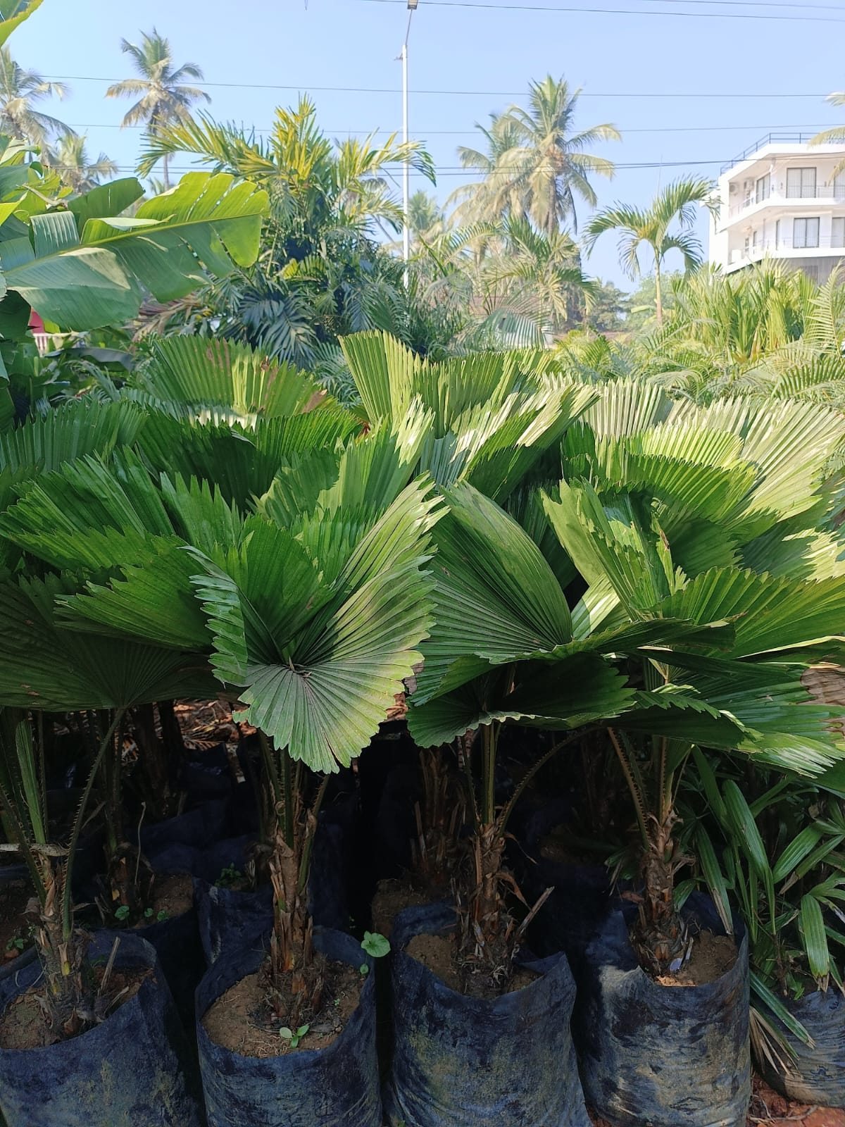Fan palms growing at the Anjuna nursery