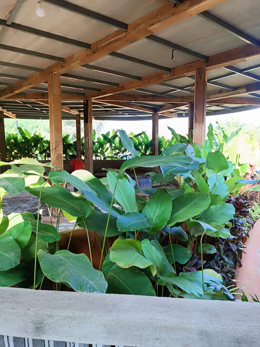 Aquatic planting under a pergola at Chhupa Rustam, Goa