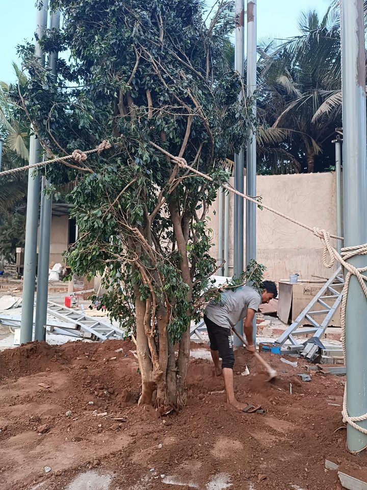 A mature tree being lifted and re-established on the Noah site in Goa