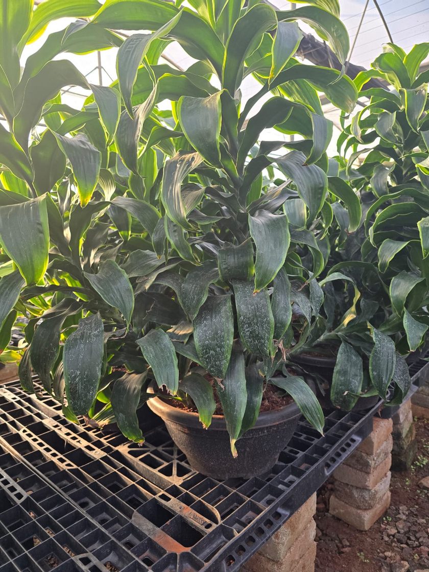 Rows of potted stock under shade netting at the nursery