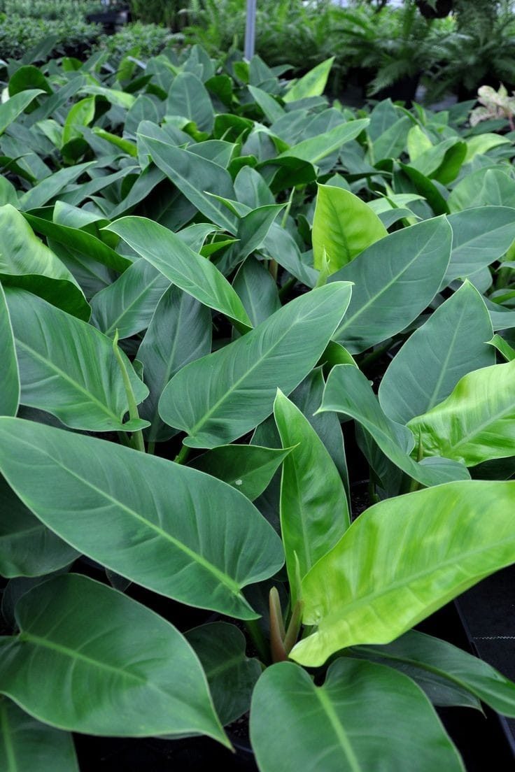 Dense foliage growing on at the nursery