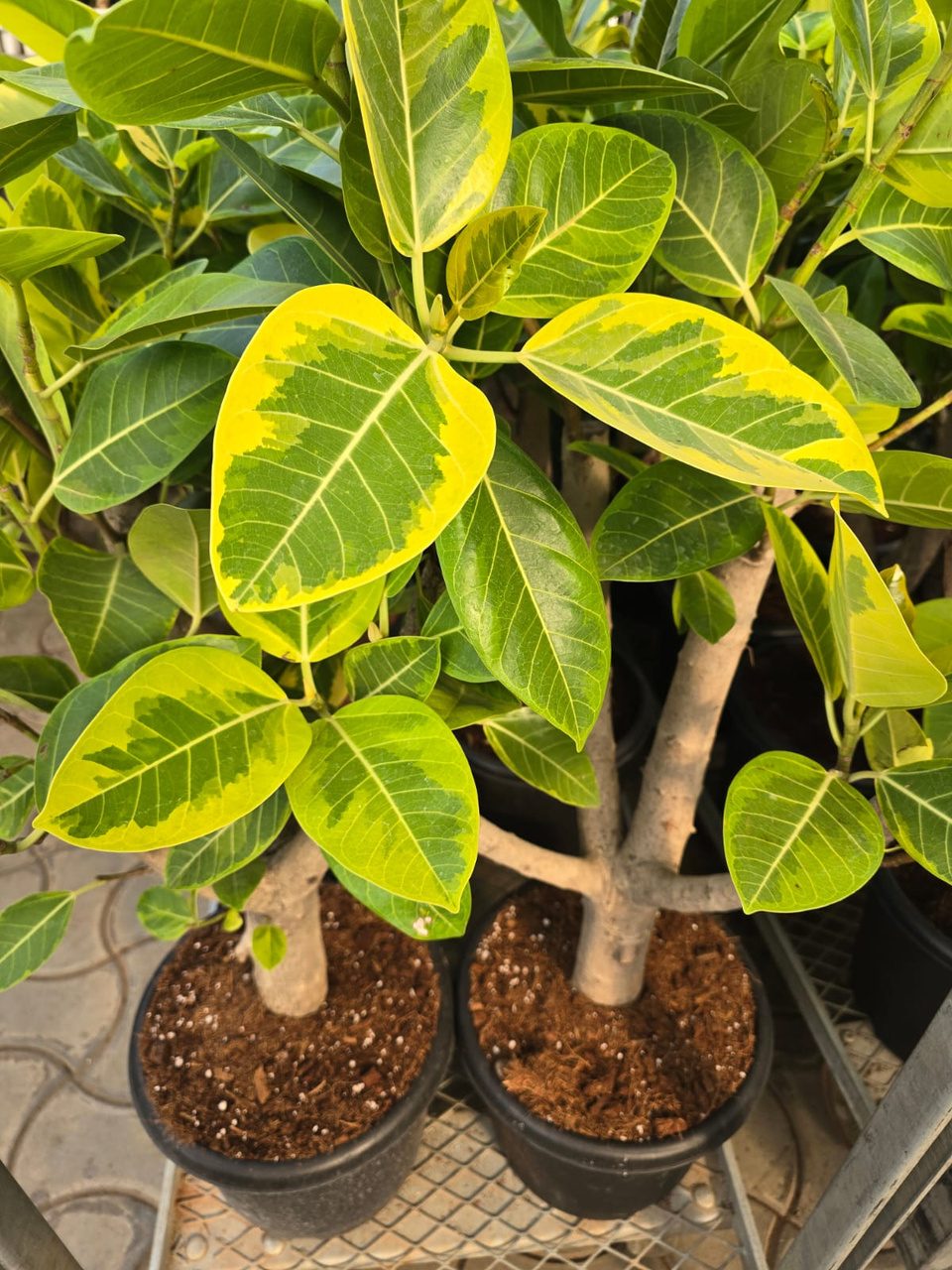 Potted plants grown on for planting out