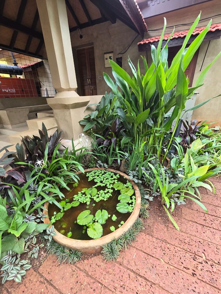 Layered tropical planting around a bowl planter in a villa garden at Parra, Goa